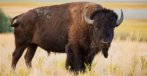  Bison: Un Géant Endurci qui Rêve d'Herbes Fraîches!