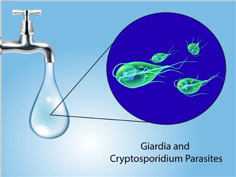  Cryptosporidium! Une parasite microscopique qui aime se cacher dans l'eau