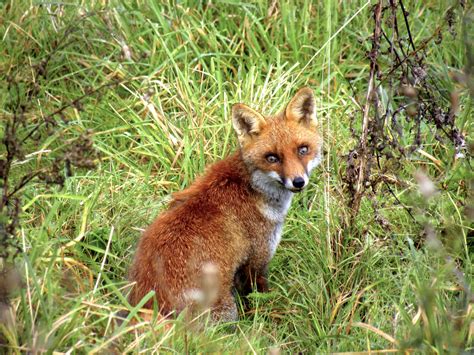 Doré à l'état sauvage: un mammifère terrestre au pelage doré comme le soleil couchant!