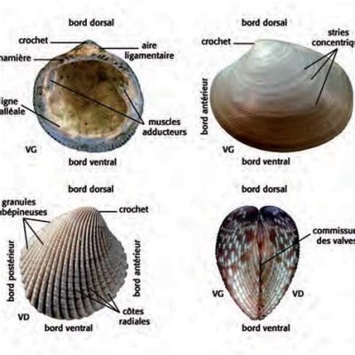  Fausse Coquille: Un Bivalve Intrigant aux Habitudes Nocturnes Surprenantes ! 