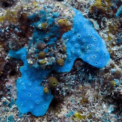  Grantina! Une Éponge qui Pousse sur des Roches Sous-marines et Se Développe en Clusters Compacts