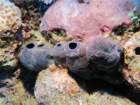  Kumongea!  Une éponge abyssale aux couleurs étonnantes qui vit en symbiose avec des bactéries.