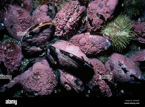  Moules: Des Filtreurs Efficace qui Définissent les Habitats Aquatiques!