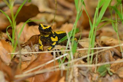 Salamandre des bois:  une créature fascinante qui se faufile entre les feuilles mortes et nage gracieusement dans les eaux claires !