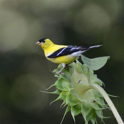  Zebu Finch : Une créature à plumes vibrantes qui se délecte de graines succulentes en plein soleil !