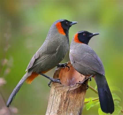  Mésange Bleue! Un Oiseau Petit Mais Fort en Couleurs Vives et Chant Melodieux