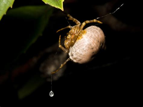  Bolas Spider! A Master of Deception Lurking in the Shadows of the Night