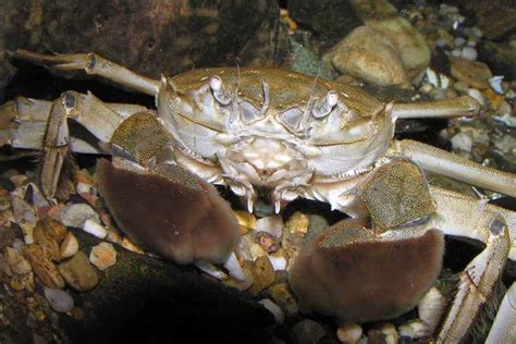  Eriocheir sinensis: Découvrez le Crabe Chinois à Pinceaux et son Insigne Talent de Colonisateur Intrépide!