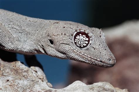  Gecko: Un Reptilien Charismatique aux Yeux Perçants et à la Queue Autodétachable !