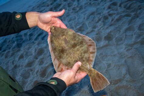  Halibut: Un poisson plat qui vit dans les profondeurs et se cache parmi les sédiments!