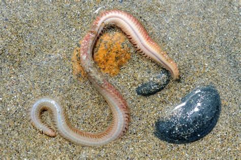  Jonastoma! Un ver marin aux tentacules fascinants qui vit dans l’obscurité abyssale