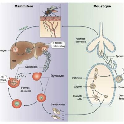  Jonction de Plasmodium: Un Parasite Microscopique qui Déchaîne la Fièvre!