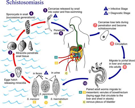  Le Trématode! Un Parasite Fascinant Qui Aime Se Cacher Dans Les Organes de Ses Hôtes