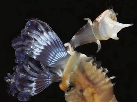  Pomatoceros: Un Vers Marin Déguisé en Fleur de Corail!