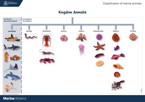  Xenacoelomorpha: Une créature marine fascinante qui défie la classification traditionnelle!