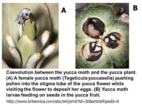  Yucca Moth!  Une Créature Nocturne au Cycle de Vie Intriquant qui Dépend des Plantes Yucca pour sa Survie